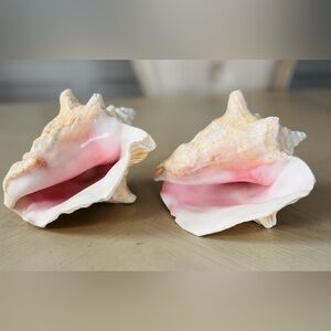 Conch Shells Pair of 2 Seashell Nautical Sea Beach Decor